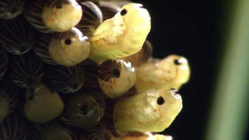 水的秘密日本,揭秘日本水文化的独特魅力