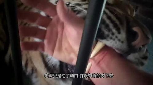 老虎连在线播放,揭秘老虎连在线播放背后的传奇故事