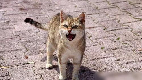 猫交配视频,揭秘猫咪交配的温馨瞬间