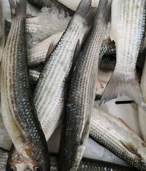 梭边鱼养殖爆料视频大全,视频大全带你探秘高效养殖之道