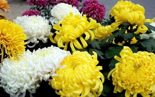 老公老用指头插菊