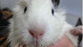 豚鼠 视频,萌宠互动瞬间