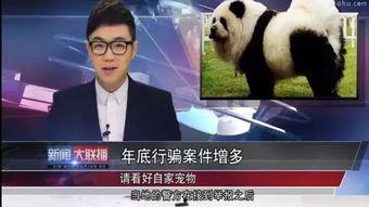 明星大鹏爆料视频