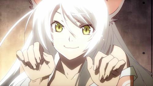 猫物语日本,探寻神秘猫咪的奇幻世界