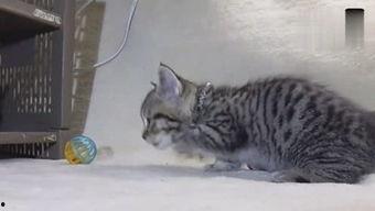 猫宝宝视频