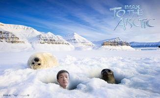 电影北极免费观看,免费观影，探索极地奥秘之旅