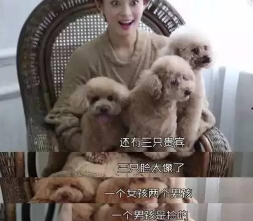 明星与他们的宠物