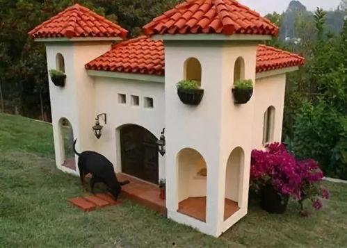 娱乐吃瓜酱狗窝,娱乐圈背后的真实故事