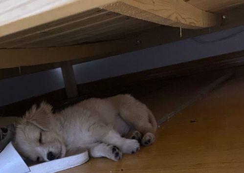 娱乐吃瓜酱狗窝,娱乐圈背后的真实故事