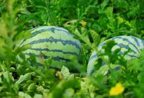 河南娱乐吃瓜,吃瓜群众揭秘幕后故事