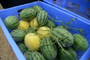 网上吃瓜群可靠吗,信息真伪难辨，可靠度几何？