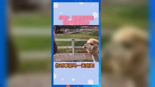 吃瓜娱乐小将,揭秘娱乐圈幕后故事